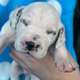 Crunch - White and black male Dalmatian puppy in Austin, Texas from Dazzling Dalz