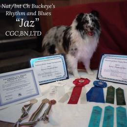 Jaz - Shetland Sheepdog