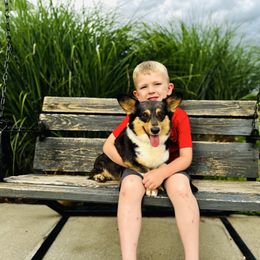 Breeze - Pembroke Welsh Corgi