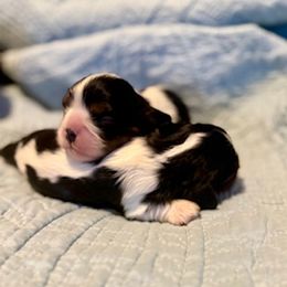 Tri Girl 1 - Tri-color female Cavalier King Charles Spaniel puppy in Creedmoor, North Carolina from Cavalier Obsession
