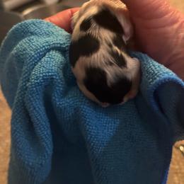 Lotsa Spots - White and black male Papillon puppy in Middleburg Heights, Ohio from Great Expectations Butterflies