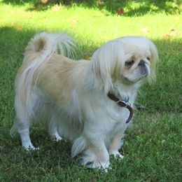 Cleo - Pekingese