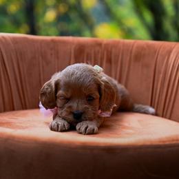 Cavapoo, Cockapoo, Labradoodle, and Poodle Puppies from Heavenly Puppies to Love
