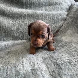 Boy 1 - Dapple male Dachshund puppy in Saint Jo, Texas from Reeves Dashing-Hounds