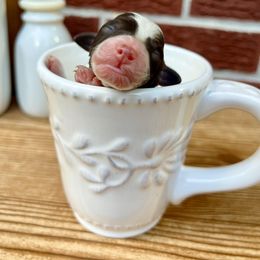 Goldendoodle and Poodle Puppies from SnickerDoodlePups