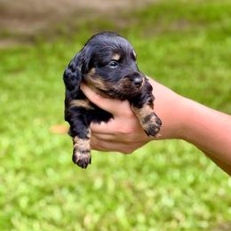 LUIGI AKC HEALTH GUARANTEE - Black and tan male Dachshund puppy in El Dorado, Arkansas from LovelylilDoxies