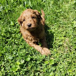 Aussiedoodle, Bernedoodle, and Goldendoodle Puppies from Doodle Paws Pups