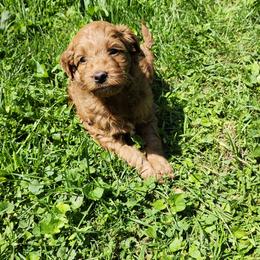 Aussiedoodle, Bernedoodle, and Goldendoodle Puppies from Doodle Paws Pups