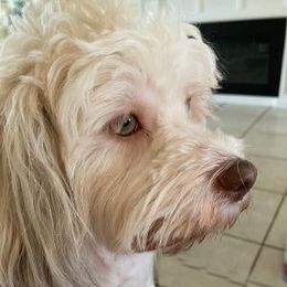 Sissie - Havanese