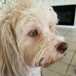Sissie - Havanese