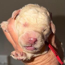 Red Collar - Cream female Goldendoodle puppy in Ringgold, Georgia from Sweet B’s Goldendoodles