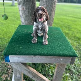 Gus - Liver white and roan male English Springer Spaniel puppy in Braidwood, Illinois from A & R Springers