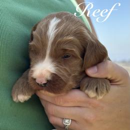 Sycamore Canyon's Reef - Caramel red male Australian Labradoodle puppy in Riverside, California from Sycamore Canyon Labradoodle