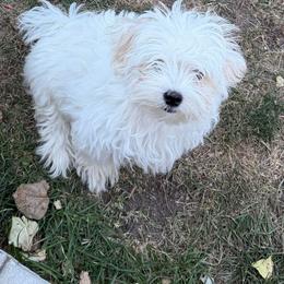 Blooming Bright Elio MFK AKA Leo - White male Maltese puppy in Calhan, Colorado from Millennium Falcon Kennels