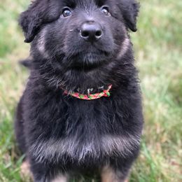German Shepherd Puppies from Lisa Duchesneau