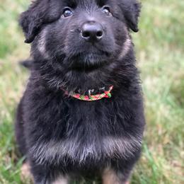German Shepherd Puppies from Lisa Duchesneau