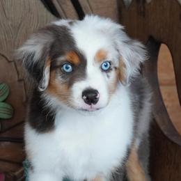 Boy 1 - Blue merle male Miniature Australian Shepherd puppy in Lawton, Oklahoma from Lindsey’s Aussies