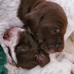 German Shorthaired Pointers from Winterwood Shorthairs