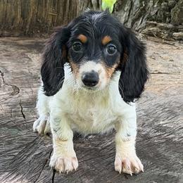 Rumor - Piebald female Dachshund puppy in Industry, Illinois from KDKs Kennels