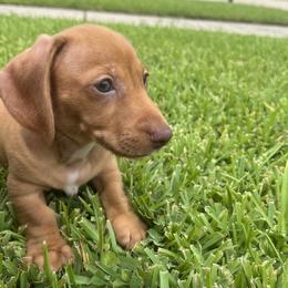 Micha - Red male Dachshund puppy in Estelle, Louisiana from NOLA Dachshunds