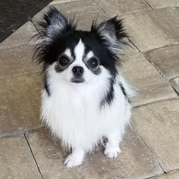 Chihuahua All Grown Up from Roodhaus Chihuahuas