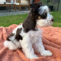 Freya - Liver female Miniature Schnauzer puppy in La Mirada, California from SchnauzersRus