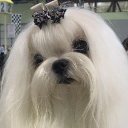 Maltese from Barbara Cuttell