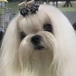 Maltese from Barbara Cuttell