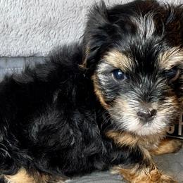 Morkies from Wardco Kennel