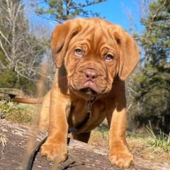 Dogues de Bordeaux from Legacy Bordeaux