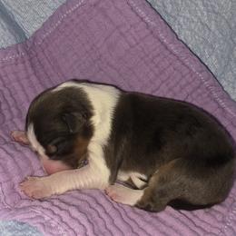 Mesa - Blue merle female Border Collie puppy in Chino Valley, Arizona from Dog Pond Border Collies