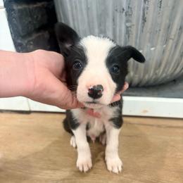 Bo - Black and white male Border Collie puppy in Taylor, Arizona from Vowell Farm Border Collies