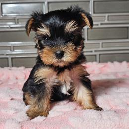 Pup 5 - Black and tan female Yorkshire Terrier puppy in Polk City, Florida from Yorkies by Casey
