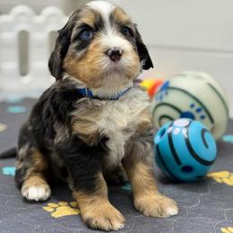 Zion - blue collar male - Tri-color male Bernedoodle puppy in Yuciapa, California from AlltheDoodlez_