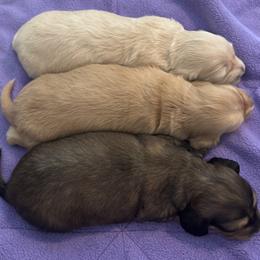 Dachshund Puppies from Yellow Rose Dachshunds