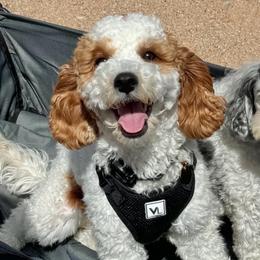 Hazie - Cavapoo