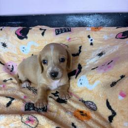 Sammy - Cream male Dachshund puppy in Lake City, Florida from My Ditzy Doxies of Florida