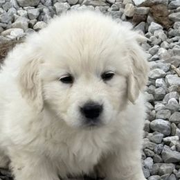 Golden Retrievers from Foxwater Farm