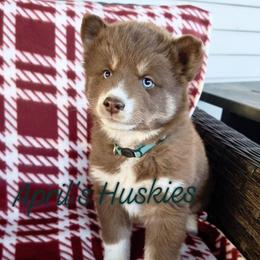 Teal - Red and white female Siberian Husky puppy in Terre Haute, Indiana from April's Huskies