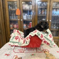 Reba Coated Boy - Black white and tan male Xoloitzcuintli puppy in Hico, Texas from Amayla Kennels