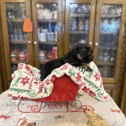 Reba Coated Boy - Black white and tan male Xoloitzcuintli puppy in Hico, Texas from Amayla Kennels