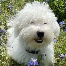 Havanese from Herds Of Havanese