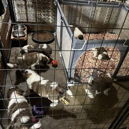 Saint Bernard Puppies from Tiffeny’s pups