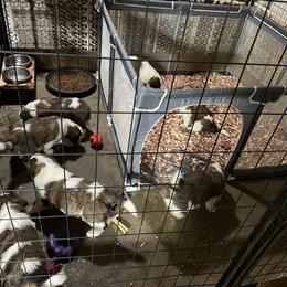 Saint Bernard Puppies from Tiffeny’s pups