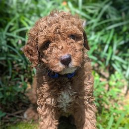 Boy 2 - male Goldendoodle puppy in Midland, North Carolina from Alger Farm, LLC