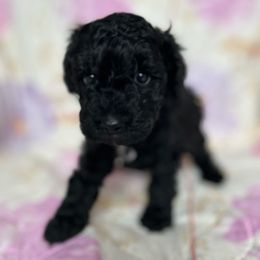 Red - Black male Poodle puppy in Millville, New Jersey from Michelle's Doodles