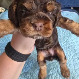 Purple collar - Brown and tan female Cocker Spaniel puppy in South Milwaukee, Wisconsin from South East Wisconsin cocker spaniels