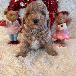 Samuel - Apricot male Goldendoodle puppy in Bucyrus, Missouri from Hill Top Pomskies
