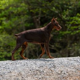 Strawberry - Doberman Pinscher