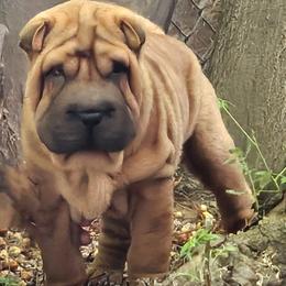 Rocky - Red fawn male Chinese Shar-Pei puppy in Bakersfield, California from Cashmerewrinkles